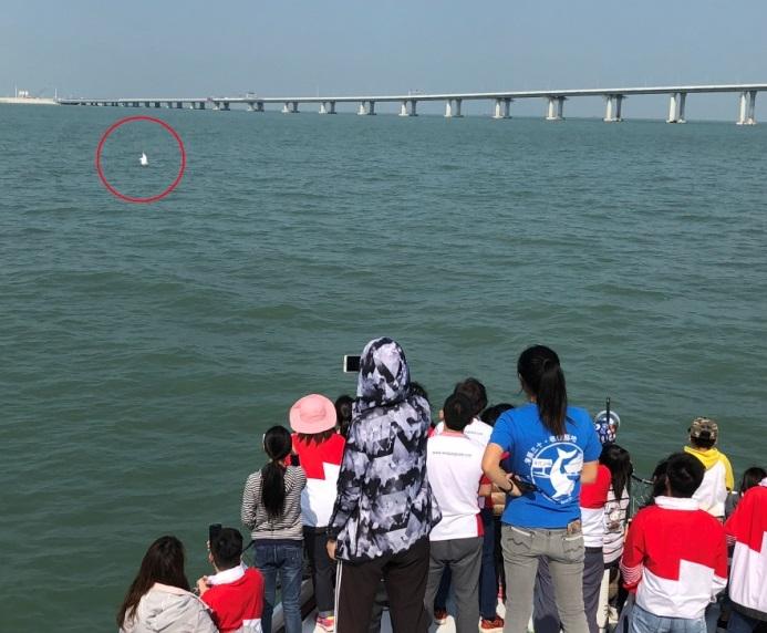 Wing Lung Bank organised a “Dolphin-watching Tour for Primary School Students”