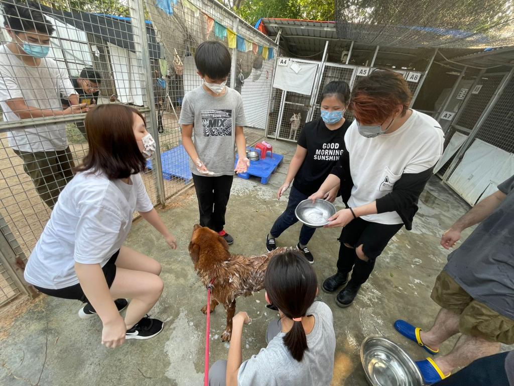 5 young people bath a dog in the dog farm.