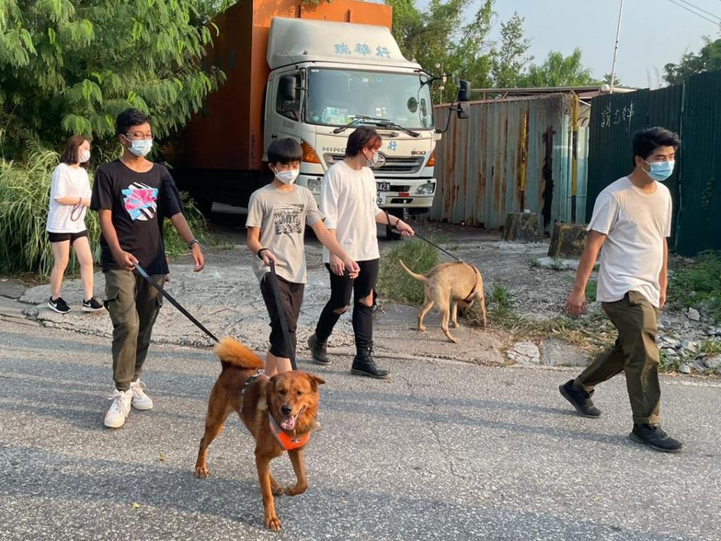 6 young people walk 2 dogs.